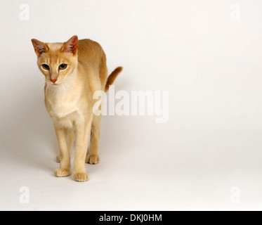 Birman Red Cat Banque D'Images
