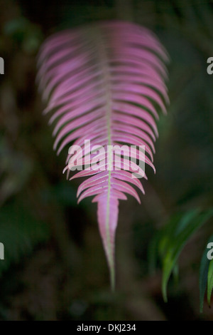 Fougère pousse dans El Triunfo de la biosphère de la Sierra Madre mountains, l'état du Chiapas, au Mexique. Banque D'Images