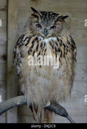 Eagle Owl.turkmène Bubo bubo turkmène Banque D'Images