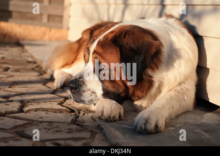 Un grand chien protège son territoire Banque D'Images