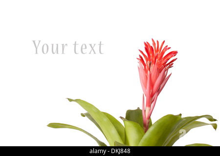 Bromeliad flower isolated on white background Banque D'Images