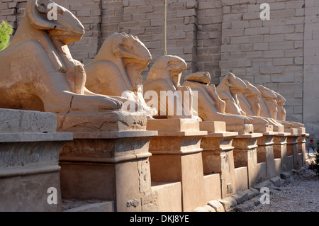 L'Avenue des sphinx à tête de bélier à l'entrée ouest - Temple de Karnak, Louxor, Egypte Banque D'Images