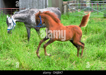Poulain arabe baie caracolant gris pommelé avec mare arabe dans l'arrière-plan Banque D'Images