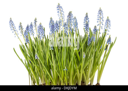 Fleurs Muscari botryoides connue aussi sous le nom de muscaris en libre sur fond blanc Banque D'Images