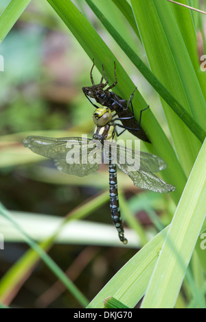 Le sud de hawker ou bleu darner dragonfly (Aeshna cyanea) émergeant de nymphe Banque D'Images