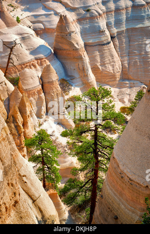 Des formations rocheuses et de pin ponderosa en lutte dans les roches tente d'arbre National Monument, Nouveau Mexique. Banque D'Images