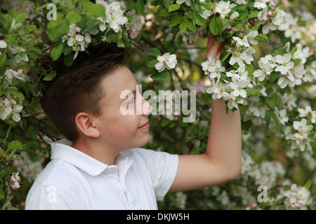 Jeune garçon sous un pommier en fleurs au printemps Banque D'Images