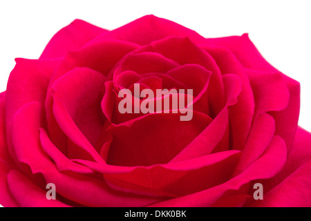 Ouvrir rose rouge sur un fond blanc Banque D'Images