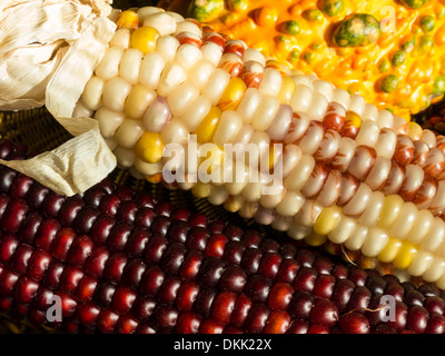 Indian Corn Still Life Banque D'Images