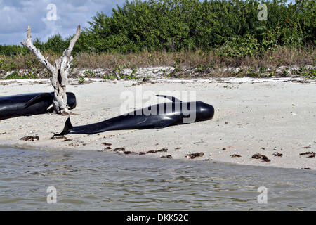 Un groupe de globicéphales échoués le long de la côte du parc national des Everglades, le 4 décembre 2013 à Highland Beach, FL. Banque D'Images