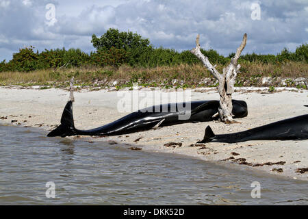 Un groupe de globicéphales échoués le long de la côte du parc national des Everglades, le 4 décembre 2013 à Highland Beach, FL. Banque D'Images