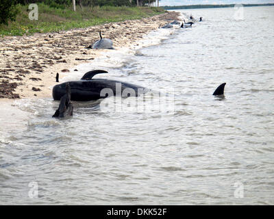 Un groupe de globicéphales échoués le long de la côte du parc national des Everglades, le 4 décembre 2013 à Highland Beach, FL. Banque D'Images