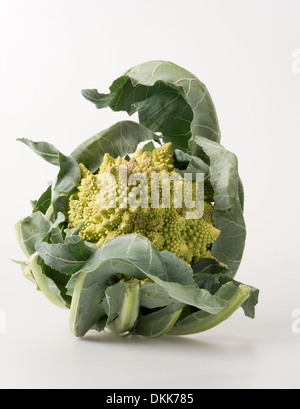 Chou-fleur, romane ou brocoli Romanesco, sur fond blanc Banque D'Images