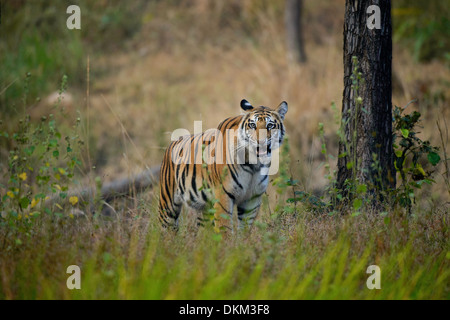 One-year-old femme tigre du Bengale qui sortent d'un étang dans le Magadhi gamme de la Réserve de tigres de Bandhavgarh, Inde Banque D'Images