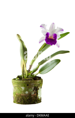 Orchidée cattleya en noir pot isolé sur fond blanc Banque D'Images