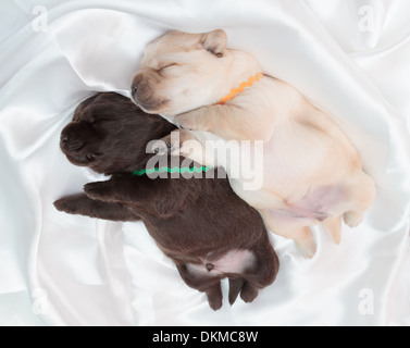 Deux labrador retriever chiots (une semaine) Banque D'Images