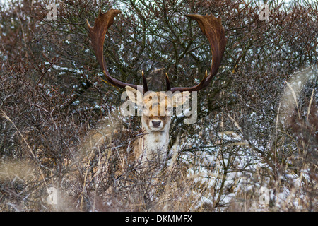 Le daim mâle est connu comme un mâle, la femelle est une biche, et les jeunes un faon Banque D'Images