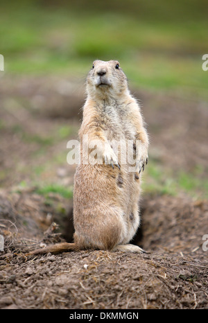 Prairie Dog sur regarder dehors Banque D'Images