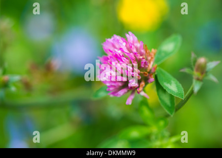 La joie de l'été. Une vue rapprochée d'une fleur de trèfle rose multicolore doux contre l'arrière-plan d'un pré d'été. Banque D'Images