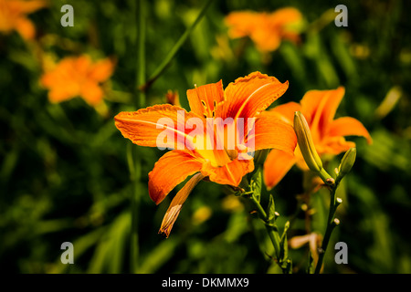 Hémérocalle Orange Flowers 4. Fleurs hémérocalle orange dans le contexte de l'herbe verte. Banque D'Images