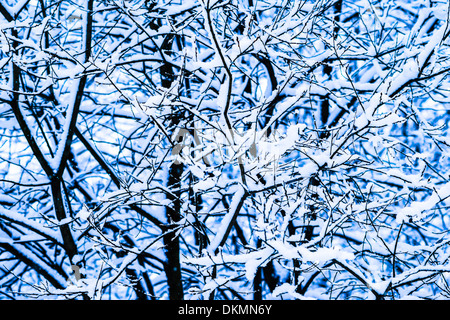 Forêt de la neige d'hiver 11. Vue rapprochée du couvert de neige des branches dans la forêt d'hiver. Blanc, Noir et bleu. Banque D'Images