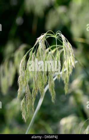 Calamagrostis emodensis graminées ornementales herbe graines seedheads du canada Banque D'Images