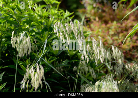 Calamagrostis emodensis graminées ornementales herbe graines seedheads du canada Banque D'Images