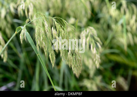 Calamagrostis emodensis graminées ornementales herbe graines seedheads du canada Banque D'Images