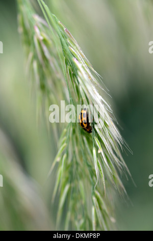 Calamagrostis emodensis graines de graminées ornementales herbe du Canada seedheads propylea 14-punctata coccinelle Banque D'Images