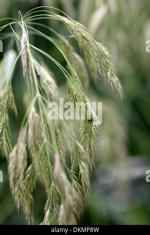 Calamagrostis emodensis graines de graminées ornementales herbe du Canada seedheads propylea 14-punctata coccinelle Banque D'Images