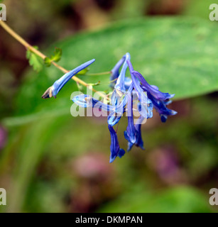 Corydalis flexuosa feuille pourpre, fleur printemps fleurs vivaces bois ombre Blue plantes portraits gros plans Banque D'Images