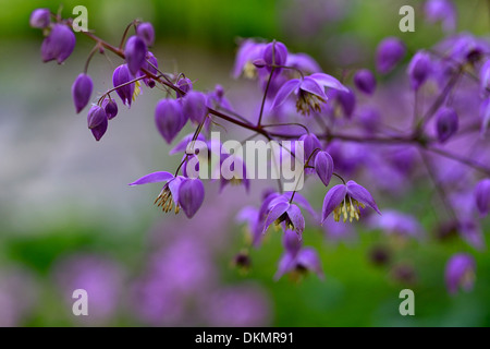 Thalictrum delavayi fleurs vivaces violet bois forestiers à l'ombre de l'ombre de l'usine rue pré ombragé de réglage Banque D'Images