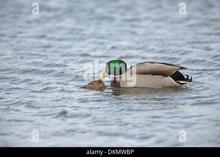 Le Canard colvert (Anas platyrhynchos). L'accouplement paire Banque D'Images