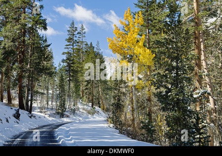 Un peuplier d'or le long d'une route enneigée avec des pins à l'automne Banque D'Images