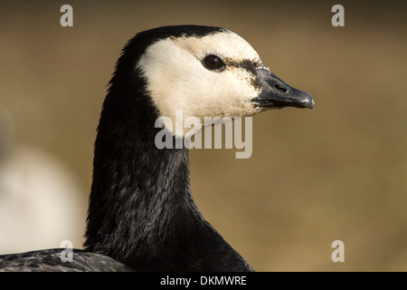 Bernache nonnette Branta leucopsis / Banque D'Images