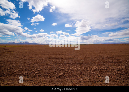 Champs de riz céréales en jachère après la récolte à l'Espagne Méditerranéenne Banque D'Images