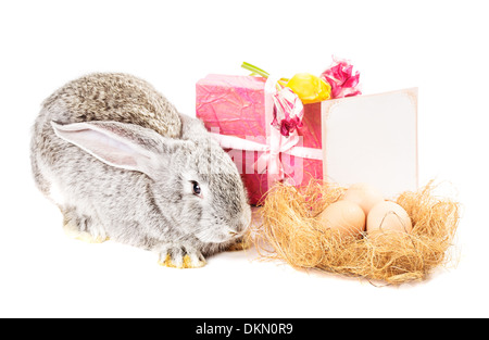 Lapin gris avec des tulipes, des œufs, boîte cadeau et carte de souhaits on white Banque D'Images