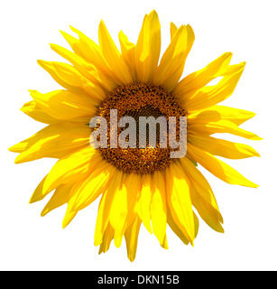 Tournesol jaune isolé sur fond blanc Banque D'Images
