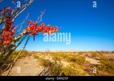 La société Fouquieria splendens fleurs rouges dans Mohave Desert en Californie USA Banque D'Images