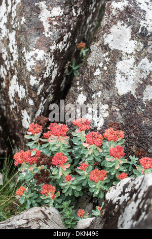 Le rosea de Rhodiola (rhodiole) sur Oban sur la côte l'île de Skye en Ecosse. Banque D'Images