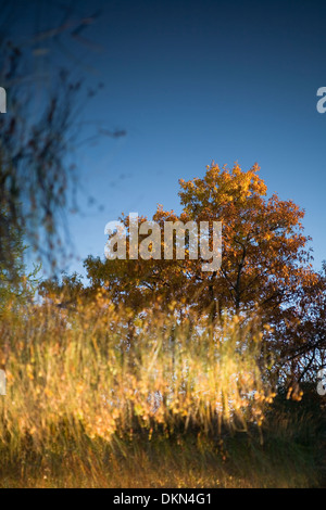 Abstraite automne une image d'un arbre reflété dans l'eau à Torrance Barrens Réserve de ciel étoilé, Muskoka, Ontario, Canada. Banque D'Images