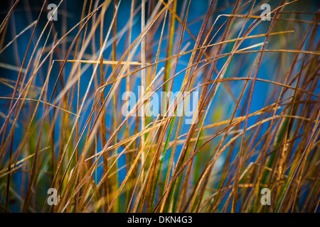 Les herbes au lever du soleil au cours de l'automne dans la région de Torrance Barrens Réserve de ciel étoilé, Muskoka, Ontario, Canada. Banque D'Images