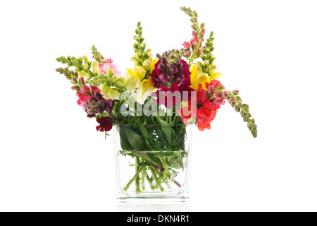 Bouquet de fleurs de dragon en vase en verre isolé sur fond blanc Banque D'Images