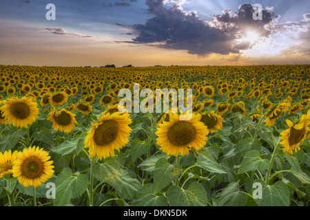 Ce champ de tournesol au coucher du soleil a été capturé dans le centre du Texas à une chaude soirée de juin. Banque D'Images