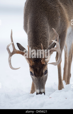 Un parcourt le cerf buck (Odocoileus virginianus) dans la neige, Missoula, Montana Banque D'Images