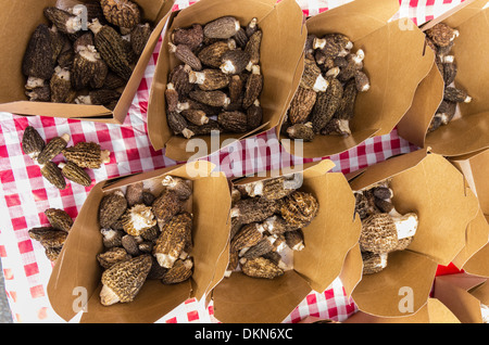Morilles fraîchement récolté à l'affiche au farmers market Banque D'Images