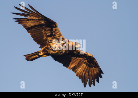 Vol d'une jeune femelle de l'aigle impérial ibérique dans la Sierra de San Pedro en Espagne Banque D'Images