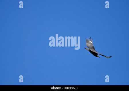 Urubu noir (Coragyps atratus) battant contre le ciel bleu Banque D'Images