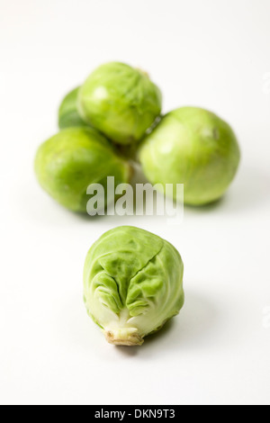 Brassica oleraceae. Choux de Bruxelles sur un fond blanc. Banque D'Images