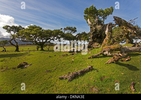 Old Bay lauriers, Madeira, Portugal / Laurus nobilis Banque D'Images